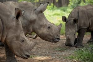  Afrique du Sud: reprise du braconnage de rhinocéros