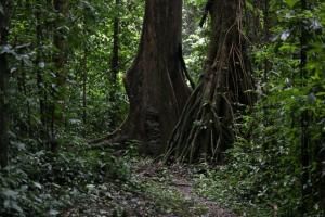 Il reste plus de 9.000 espèces d&#039;arbres à découvrir selon une étude