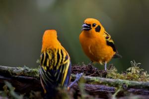 En Colombie, un &quot;chemin sonore&quot; pour aveugles pour observer les oiseaux à l&#039;ouïe