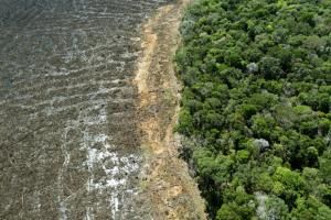 Brésil : déforestation record en Amazonie en janvier