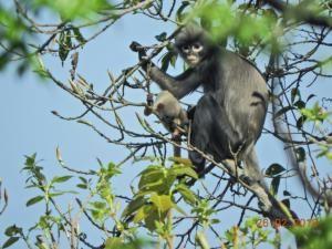 100 nouvelles espèces découvertes en Birmanie en 10 ans