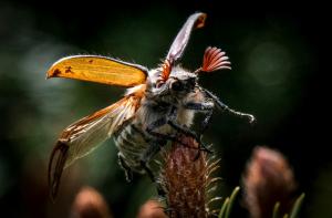 Réchauffement et agriculture intensive, combinaison fatale aux insectes, selon une étude