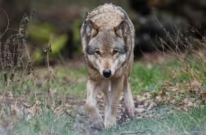 Les loups gris sont toujours plus nombreux en France