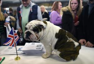 Dermatites, difficultés respiratoires... : les maux du bulldog anglais