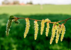 Les allergies au pollen plus sévères cette année, et ce n&#039;est pas fini