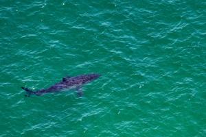 Au large de la côte est américaine, les requins blancs de plus en plus nombreux