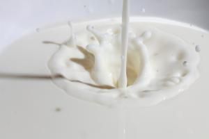 L’homme buvait du lait bien avant de pouvoir le digérer 