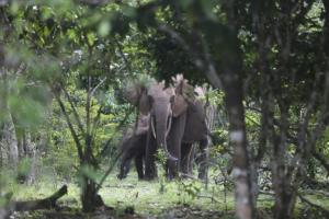 Les pays africains au chevet de la préservation de la nature