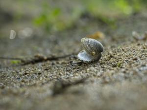 La corbicule, la palourde invasive qui filtre la Loire à outrance