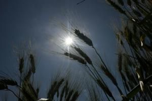 Un nouvel épisode de canicule débute dans le sud de la France 