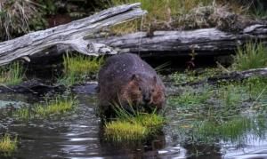 Le castor aide à préserver la qualité de l’eau face au changement climatique