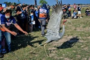 Thaïlande : rare réintroduction de grues Antigone dans la nature