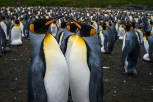 Les manchots royaux de Crozet menacés par le changement climatique