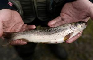 Manger un poisson aux Etats-Unis revient à boire de l&#039;eau contaminée pendant un mois