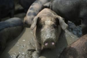 Grâce à un tissu synthétique, des cochons retrouvent leur érection