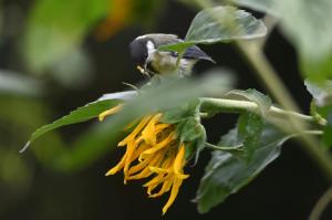 En ville, la mésange privilégie l&#039;odorat pour s&#039;alimenter, malgré la pollution