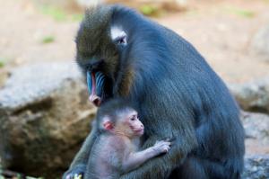 Chez les mandrills, l&#039;hygiène se transmet de mère en fille