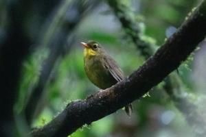 Introuvable pendant 24 ans, un oiseau rare refait surface à Madagascar