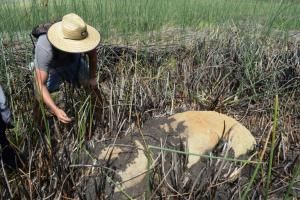  Ile de Pâques : une nouvelle statue découverte dans une lagune asséchée