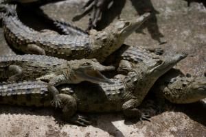 La lutte contre l&#039;extinction du crocodile de l&#039;Orénoque, plus grand prédateur d&#039;Amérique du Sud