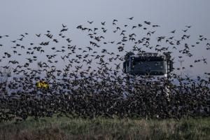 Effondrement des oiseaux en Europe : des chercheurs pointent l’agriculture intensive 