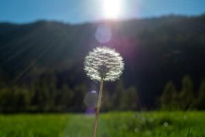 C&#039;est la saison des pollens, les laboratoires s&#039;activent face aux allergies 