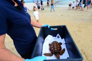  Sur l&#039;Île de Ré, des tortues retrouvent l&#039;océan après avoir été soignées