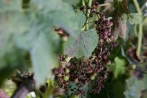 Dans le vignoble bordelais, la lutte désespérée face au mildiou