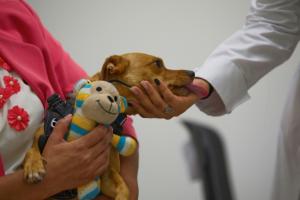 A Mexico, des animaux au service de la santé mentale