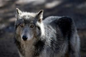 906 loups en France ? L&#039;estimation fait polémique auprès des associations agricoles