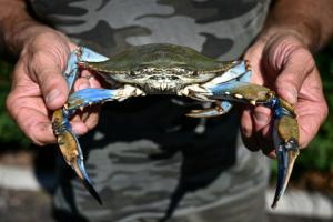 Les palourdes italiennes en péril face à l&#039;invasion de crabes bleus 