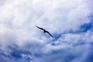 L&#039;incroyable voyage d&#039;un oiseau de mer à bord d&#039;un typhon retracé par des chercheurs