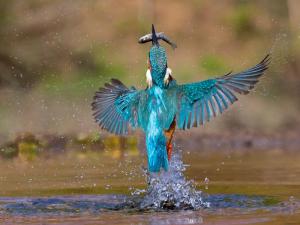 Les martins-pêcheurs plongent tête la première dans l&#039;eau sans se blesser