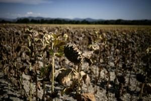 Climat : pour « sonner l’alarme », des chercheurs veulent une accélération des publications climatiques 