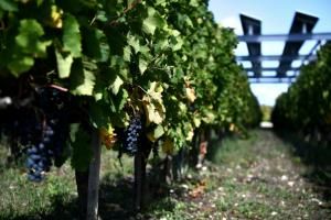 Changement climatique et vin : une étude jette un pavé dans le marc 