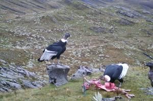 Condor des Andes : des paysans colombiens se réconcilient avec un ennemi devenu emblème