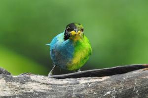 Moitié femelle, moitié mâle, un rare oiseau observé en Colombie 