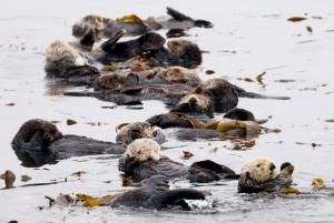 Quand des loutres de mer affamées protègent un écosystème côtier