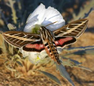 Les pollinisateurs nocturnes malmenés eux aussi par la pollution atmosphérique