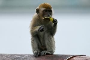 Avec le grand âge les macaques s&#039;isolent socialement, comme les humains