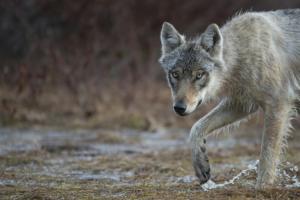 Vers une protection réduite du loup en Europe ?