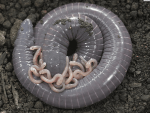 Du « lait » chez les amphibiens