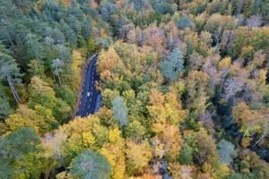 Pourquoi la biodiversité aide la forêt à résister au changement climatique ?