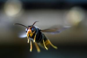 Face au &quot;fléau&quot; du frelon asiatique, le Sénat propose un plan national de lutte