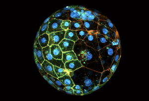 Développement humain : les deux premières cellules d’un embryon sont déjà « spécialisées »