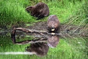 Le castor, allié discret de l&#039;environnement, est de retour dans les rivières françaises