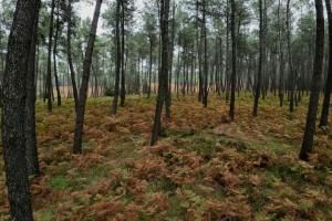 Restauration de la nature : un texte de l&#039;UE pour préserver les écosystèmes 