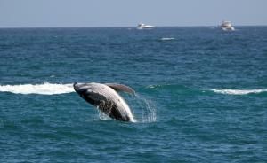 Des baleines grises du Pacifique rétrécissent à mesure que le climat se réchauffe