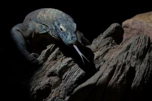 Pour mieux tuer leurs proies, les dragons de Komodo ont du fer sur les dents 