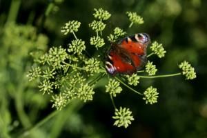 Les papillons peuvent polliniser les fleurs grâce à l’électricité 